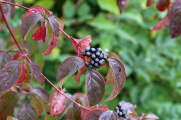 Black berries on branches