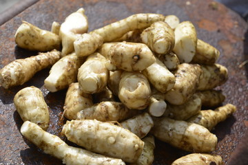 Fresh picked erath pear to make a delicious dish in the garden