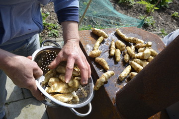 Fresh picked erath pear to make a delicious dish in the garden