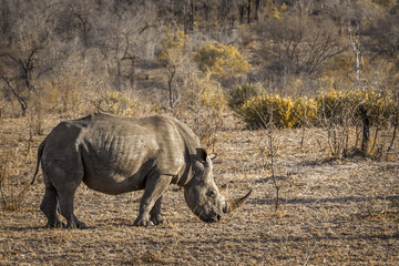 Southern white rhinoceros in Kruger National park, South Africa