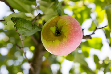 a ripe apple on a tree branch in the garden