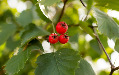 red hawthorn on a tree branch in the garden