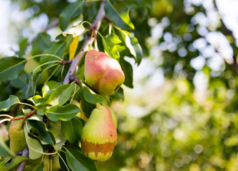 ripe pear on a tree branch in the garden