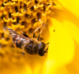 a bee on a yellow sunflower in nature