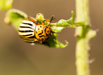 Colorado beetle on tomato in nature