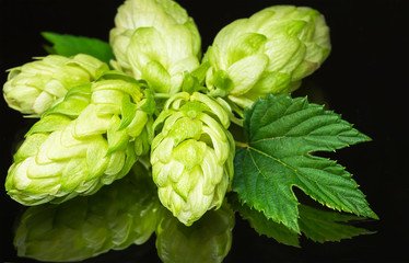 Green fresh hop cone on dark background for beer