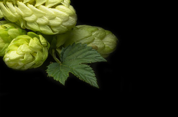 Green fresh hop cone on dark background for beer