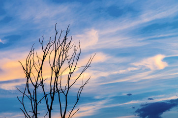 Fototapeta premium Silhouette of dead tree and dry branch with beautiful sky and blue sky in evening