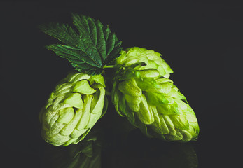 Green fresh hop cone on dark background for beer