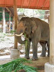 Asia elephants eating grass, Thailand