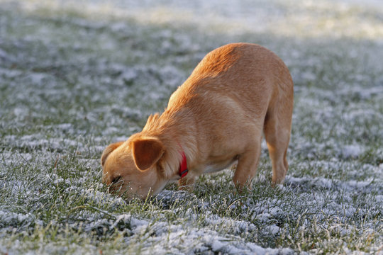 Hund sucht Leckerlie