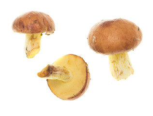 fresh edible mushroom on a white background