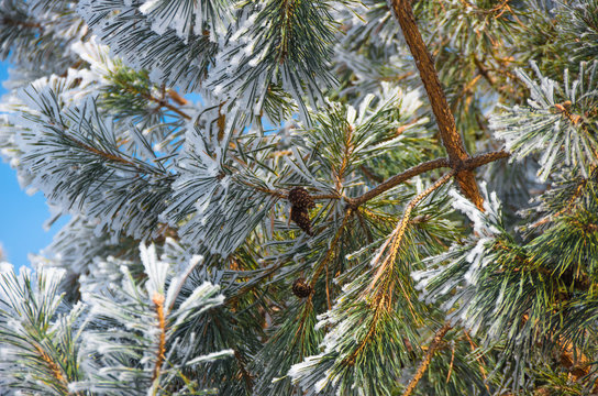 Fototapeta Snow and hoarfrost on the branches of green