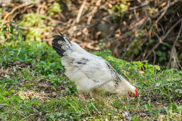 Chickens in his natural environment 