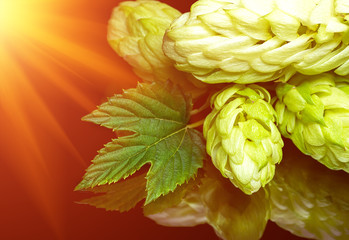 Green fresh hop cone on dark background for beer