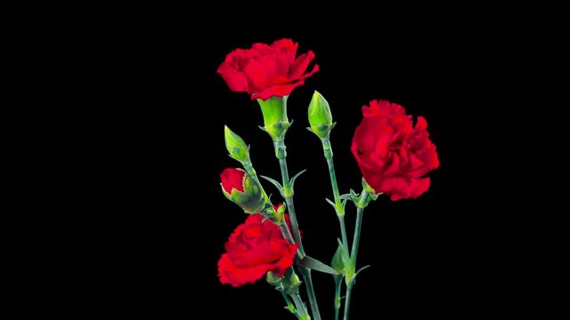 Carnation flowers blossom, time-lapse with alpha channel