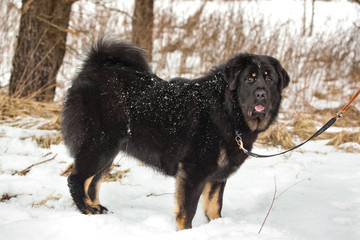 Bitch dog breed Tibetan Mastiff standing in the snow