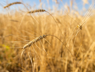 Yellow ears of wheat in a field in nature