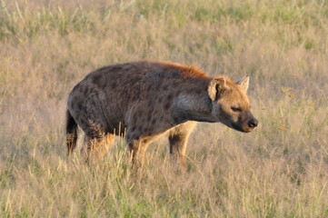 The African animals. Kenya