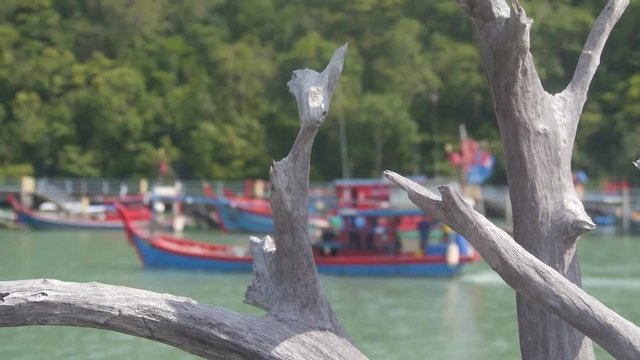 Boat Passing By On Water Source Behind Tree Trunk - Slide And Focus - Right To Left 