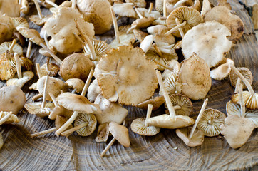 Honey mushrooms on a wooden table