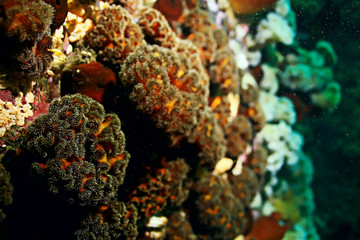 Fototapeta premium texture of the sea anemone macro tentacles corals
