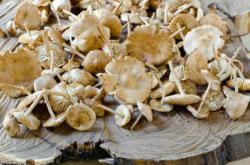 Honey mushrooms on a wooden table