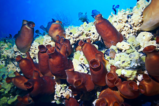 ascidia purple underwater photo coral reef