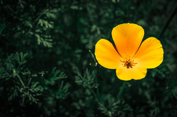 Obraz premium Yellow poppy
