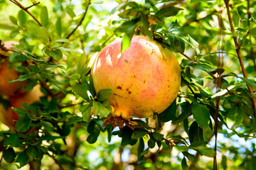 Melograno sulla pianta, fuoco selettivo