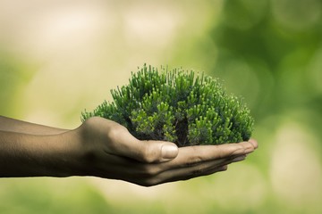 hands with tree on natural background