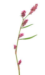 Fototapeta na wymiar Persicaria maculosa (Polygonum persicaria) flower