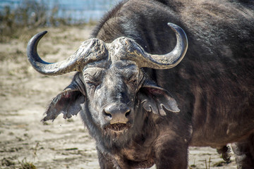 A Buffalo in the Chobe national park, Botswana