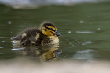 Beautiful Young Cute Mallard (anas platyrhynchos) Duckling Portrait