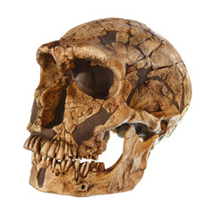 Homo neanderthalensis skull . ( La Ferrassie ) . Dated to 50,000 years ago . Discovered in 1909 in...