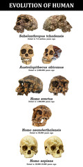 Evolution of human skull ( Sahelanthropus tchadensis . Australopithecus africanus . Homo erectus ....