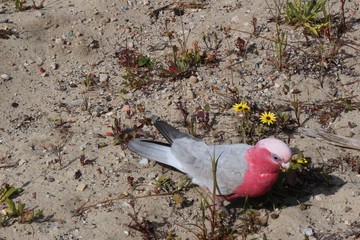 Australian Galah cockatoo (Eolophus roseicapilla) eating seeds © Ines Porada