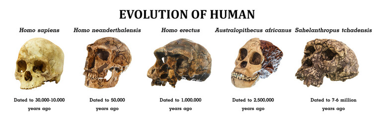Evolution of human skull ( Sahelanthropus tchadensis . Australopithecus africanus . Homo erectus . Homo neanderthalensis . Homo sapiens ) - obrazy, fototapety, plakaty