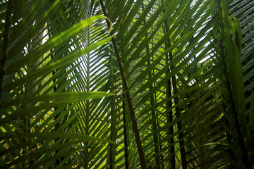 Naklejka na ściany i meble Trees in the jungle in Asia