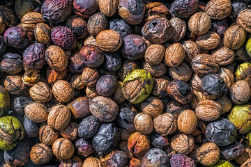 Freshly harvested nuts