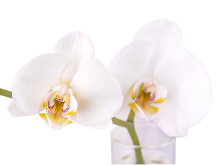Beautiful flower Orchid, white phalaenopsis isolated on white background.