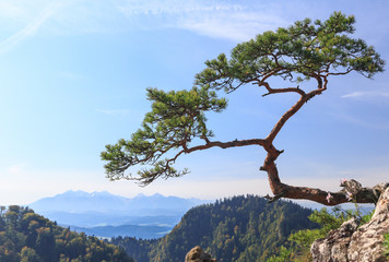 Lonely relict pine tree on top of Sokolica in Pieniny National Park in Poland. In distance you can see  outline of Tatra peaks - 175184087