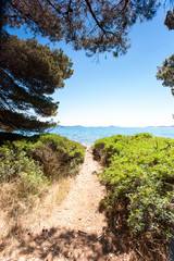 Obraz premium View of footpath from pine forest to Adriatic Sea