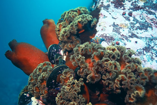 ascidia purple underwater photo coral reef