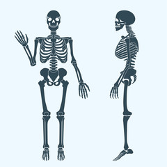 Human bones skeleton silhouette vector. Anatomy of human body.