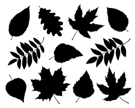 set of isolated leaves and branches silhouettes