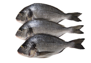 Raw dorado fish on white background.