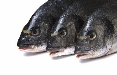 Raw dorado fish on white background.