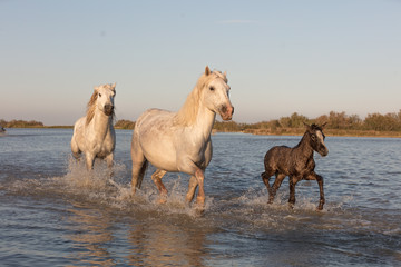 Wild Horses of Camargue France running with Baby Foal