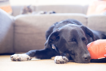 Hund liegt am Boden, schafend 